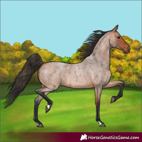 Horse Color:Bay Roan 