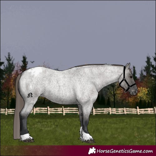 Horse Color:Grullo Roan Tobiano Appaloosa 
