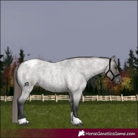 Horse Color:Grullo Roan Tobiano Varnish 