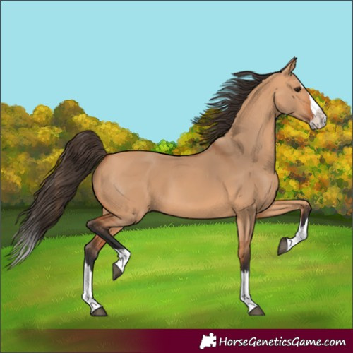Horse Color:Bay Dun Splash 