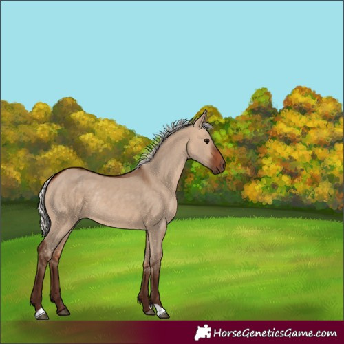 Horse Color:Silver Bay Dun Rabicano 