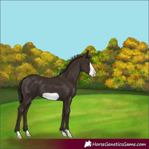 Horse Color:Liver Chestnut Frame 