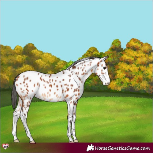 Horse Color:Bay Sabino Near Leopard 