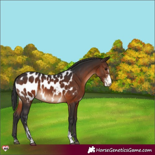 Horse Color:Brown Sabino Appaloosa 
