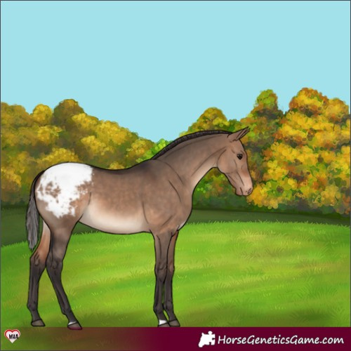 Horse Color:Bay Dun Appaloosa 