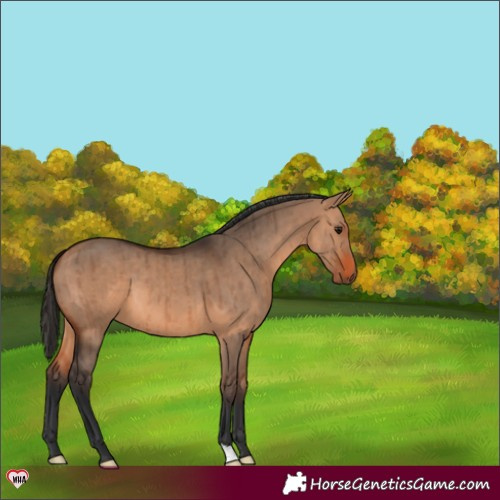 Horse Color:Bay Dun Brindle 
