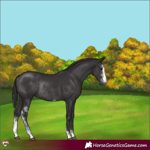 Horse Color:Smoky Black Sabino Rabicano 