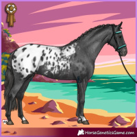 Horse Color:Black Appaloosa 