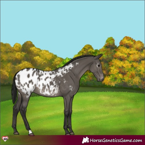 Horse Color:Gray Grullo Appaloosa 
