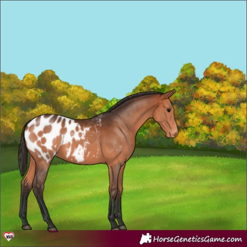 Horse Color:Bay Appaloosa 