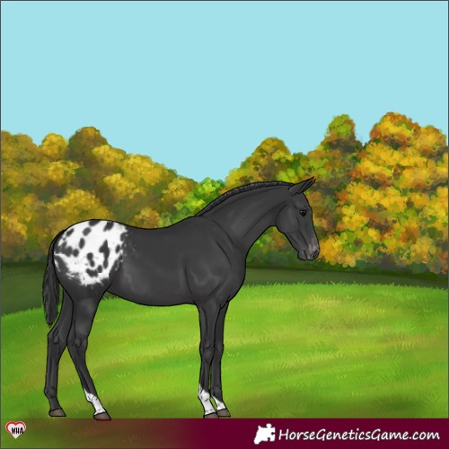 Horse Color:Black Tobiano Appaloosa 