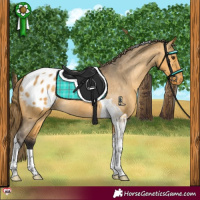 Horse Color:Buckskin Dun Tobiano Appaloosa Brindle
