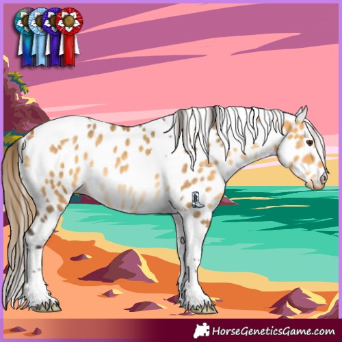 Horse Color:Buckskin Dun Tobiano Appaloosa Rabicano