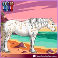 Horse Color:Buckskin Dun Tobiano Appaloosa Rabicano 