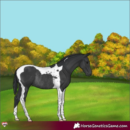 Horse Color:Black Tobiano Rabicano 