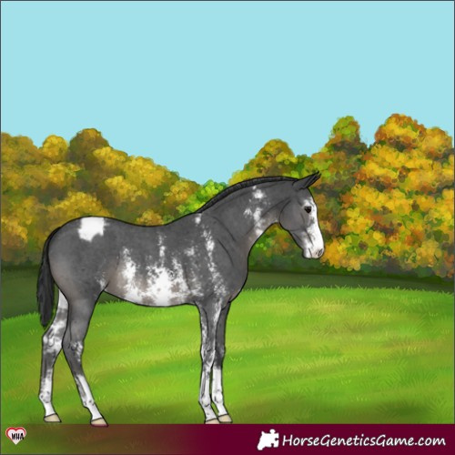 Horse Color:Black Sabino Appaloosa 