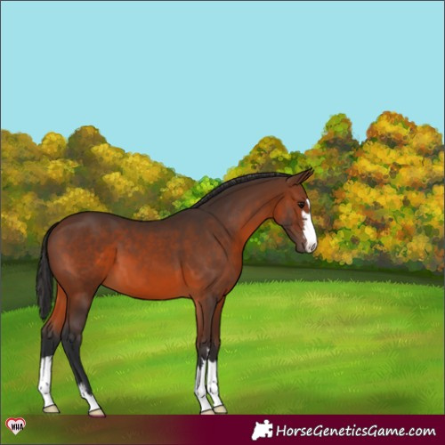 Horse Color:Brown 