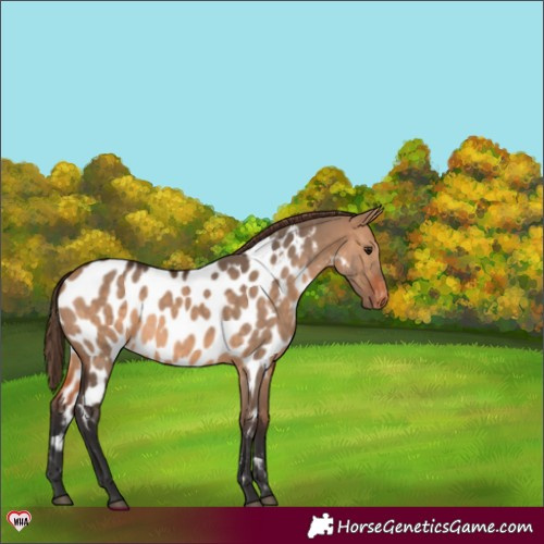 Horse Color:Bay Dun Appaloosa 