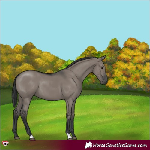 Horse Color:Grullo 