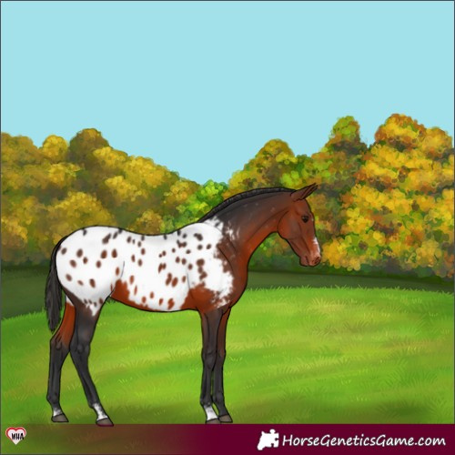 Horse Color:Bay Sabino Appaloosa 