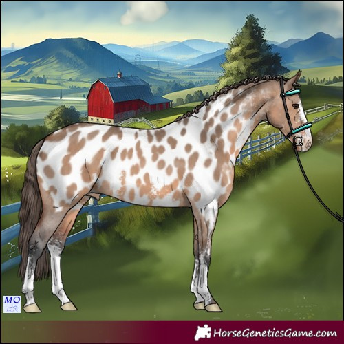 Horse Color:Brown Dun Sabino Appaloosa 