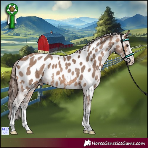 Horse Color:Brown Dun Sabino Appaloosa 