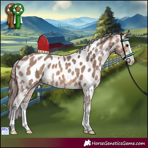 Horse Color:Brown Dun Sabino Appaloosa 