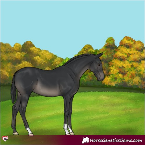 Horse Color:Black 