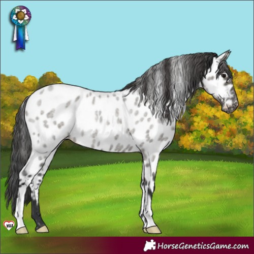 Horse Color:Grullo Roan Appaloosa 