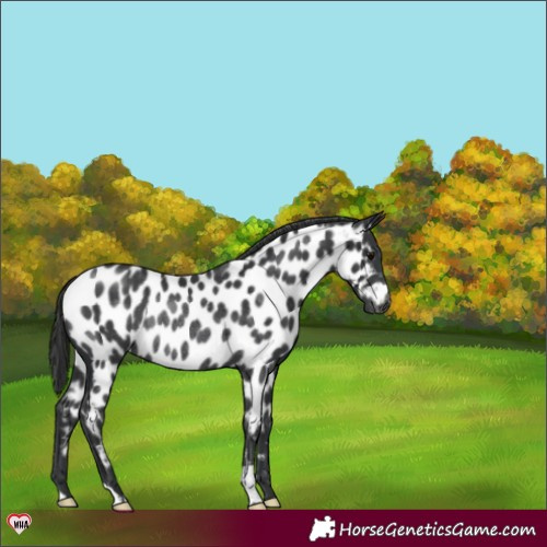 Horse Color:Black Near Leopard Rabicano 