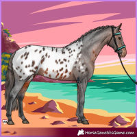 Horse Color:Bay Appaloosa 