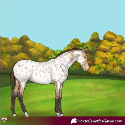 Horse Color:Bay Dun Appaloosa Brindle 