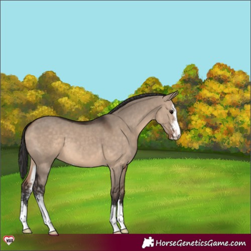 Horse Color:Brown Dun Sabino 