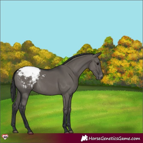 Horse Color:Grullo Appaloosa 