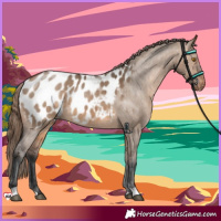 Horse Color:Brown Dun Appaloosa 