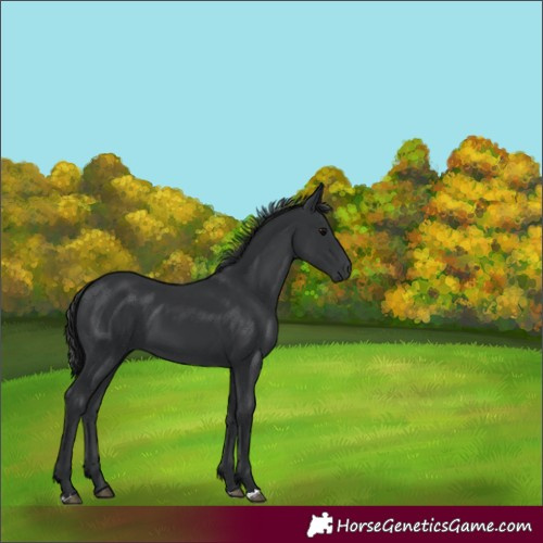 Horse Color:Black 