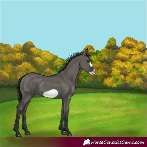 Horse Color:Grullo Frame 