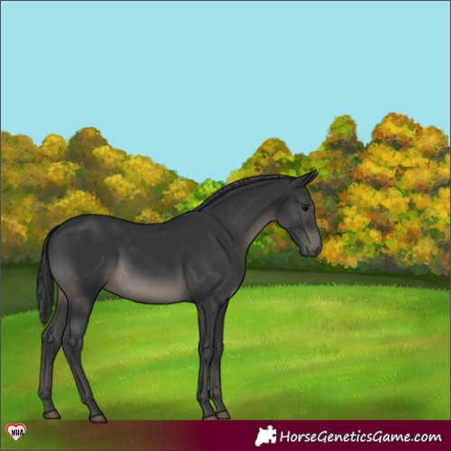Horse Color:Black 