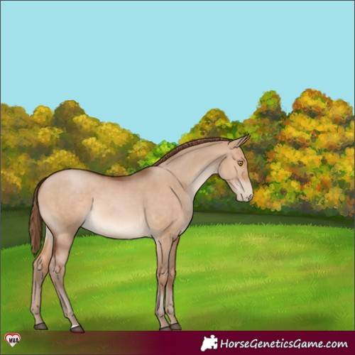 Horse Color:Brown Pearl Dun 