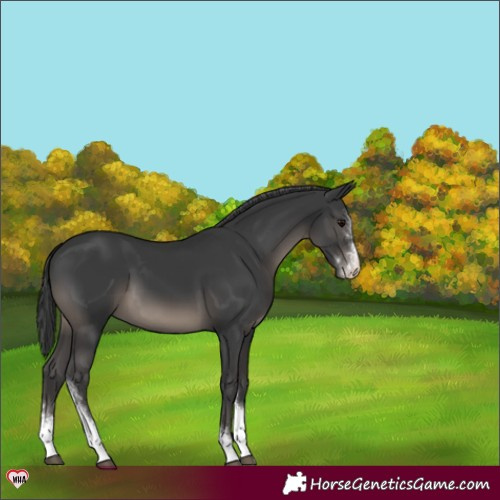 Horse Color:Black Sabino 