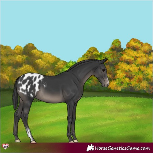 Horse Color:Black Sabino Appaloosa Rabicano 