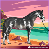 Horse Color:Black Sabino