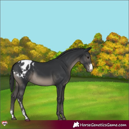 Horse Color:Black Sabino Appaloosa 