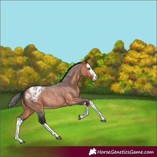 Horse Color:Bay Roan Sabino Splash Appaloosa Rabicano 