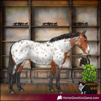 Horse Color:Bay Sabino Appaloosa 