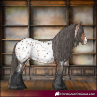 Horse Color:Bay Sabino Appaloosa 