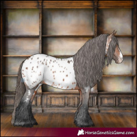 Horse Color:Bay Sabino Appaloosa 