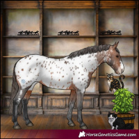 Horse Color:Bay Sabino Appaloosa 