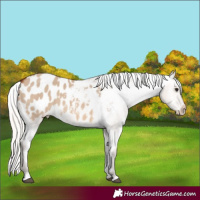 Horse Color:Silver Brown Dun Appaloosa