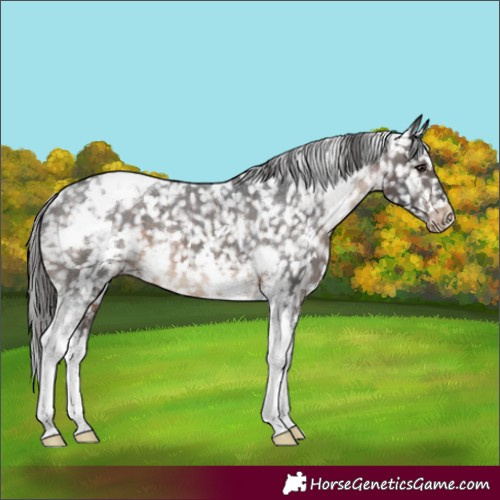 Horse Color:White Spotted Brown Tobiano Snowflake Varnish 